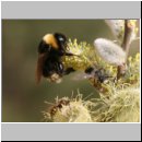 Bombus vestalis - Keusche Schmarotzerhummel koenigin 03.jpg